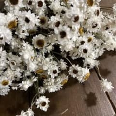 ドライフラワー　✳︎アンモビューム ✳︎ 100本　岩手県産のサムネイル