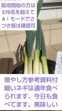 高糖度宿根ネギさつき姫5本入りのサムネイル