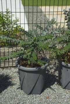 ユーカリ 鉢植のサムネイル