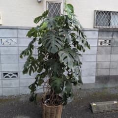 モンステラ ボルシギアナ 登り根上りタワー 観葉植物 1.9m程 引取限定 モンステラ ボルシギアナ 登り根上りタワー 観葉植物 1.9m程 引取限定