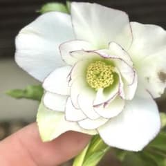 クリスマスローズダブル 花1 つぼみ2 現品宅急便発送致します 82番