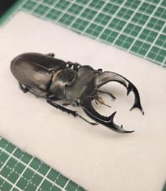 標本】南フランス産 ケルブスミヤマクワガタ 昆虫標本 - メルカリ