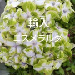 22輸入あじさい苗 ネコポス発送 - メルカリ