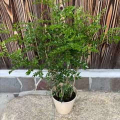 植木屋さんのシマトネリコカット苗木6号/①のサムネイル