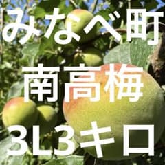 和歌山県みなべ町 南高梅 3Lサイズ8キロ 24時間以内収穫分青梅〜完熟梅 和歌山県みなべ町 南高梅 24時間以内収穫分3Lサイズ3キロ 青梅〜完熟梅