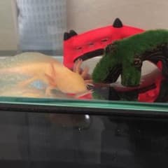 やたろう さん 専用出品のサムネイル