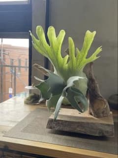 P.willinckii cloud series pupのサムネイル