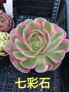 ☆多肉植物☆七彩石・アエオニウム☆ - メルカリ