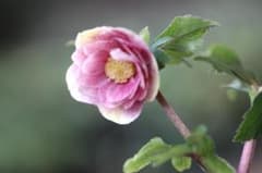 クリスマスローズ 開花株 DDピンクソレイユ hyb - メルカリ