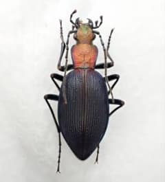 チリオサムシの1種⑧ - メルカリ