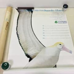 レトロ☆非売品】大型ポスター アホウドリ 日本鳥類保護連盟