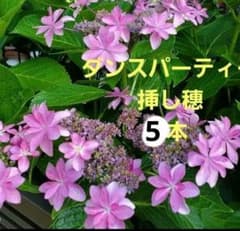 ダンスパーティー アジサイ 挿し穂 5本 紫陽花 挿し木用 - メルカリ