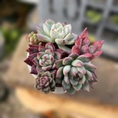 寄せ植えセットのサムネイル