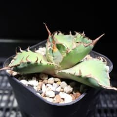 台湾産 大鋼牙 アガベ チタノタ OC 発根済み 子株 ドラゴンアガベ