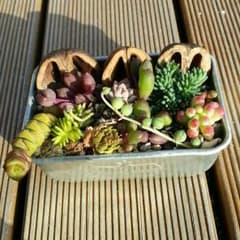 多肉植物、くるみちゃんとタニクちゃんのサムネイル
