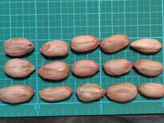 30粒落花生種子　大粒おおまさり豊産種のサムネイル