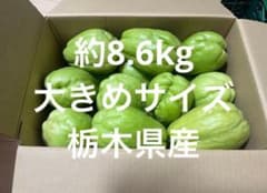 新鮮 ハヤトウリ 栃木県産 大きめサイズ 箱込み約8.6kgのサムネイル