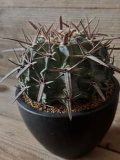 【強刺】王綾波 ホマロケファラ エキノカクタス 武蔵綾波 太平丸 雷帝 花王丸 強刺】王綾波 ホマロケファラ エキノカクタス 武蔵綾波 太平丸 雷帝