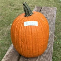 【訳あり】ハロウィンかぼちゃ　本物　直径25cmのサムネイル