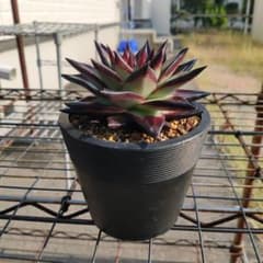 ⚫Elvie Kanno様専用⚫エボニー 多肉植物 鉢サイズ約10センチのサムネイル