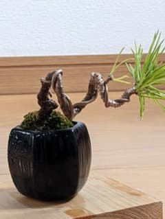 松 盆栽 懸崖風 針金掛け 苔付き 黒鉢 - メルカリ