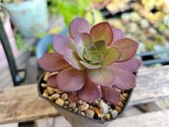 サラダボール 1苗 アエオニウム 抜き苗 多肉植物 - メルカリ