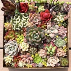 多肉植物 詰め合わせのサムネイル
