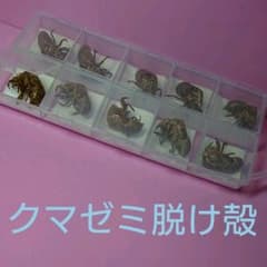 セミのぬけがら10個と 羽化の写真付きのサムネイル
