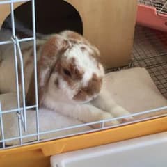 コーディー様専用  小動物 爪切りのサムネイル