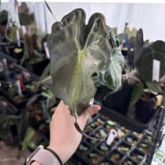 アロカシア ヴェノム Alocasia 'Venom' 管理番号m95 - メルカリ