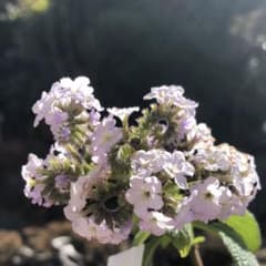 ヘリオトロープ　白花　無農薬ハーブのサムネイル