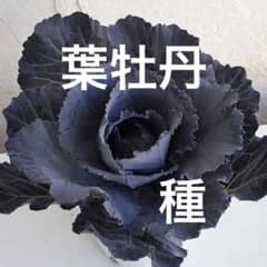 渋くてかっこいい葉牡丹の種　30粒のサムネイル