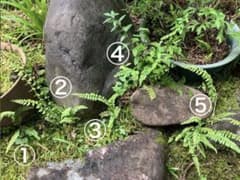 ☆シダ植物5株☆自生苗☆山野草☆観葉植物☆ミニ盆栽☆ - メルカリ