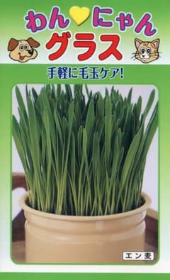 ＜種＞エン麦　わんにゃんグラス　60ｍｌ　エンムギ　毛玉ケアに　猫草