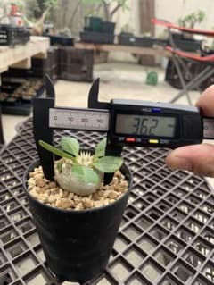 パキポディウム ブレビカウレ　恵比寿笑い　実生のサムネイル