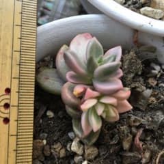 多肉植物 エケベリア 抜き苗　ピーチ姫のサムネイル