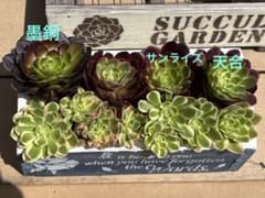 アエオニウム セット 抜き苗 - メルカリ