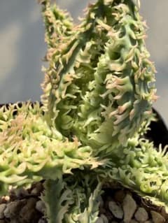 アロエ ハイブリッド Aloe hybrid 第四種 JLー18 - メルカリ
