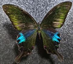 大特価 美麗 雲南省産 クジャクアゲハ 蝶 標本 - メルカリ