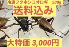 特価　訳アリ　冷凍コオロギ 約500g　袋入りのサムネイル