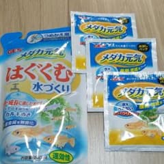 メダカ元気のサムネイル