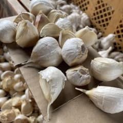青森県産 にんにく バラ 箱込　約5キロのサムネイル