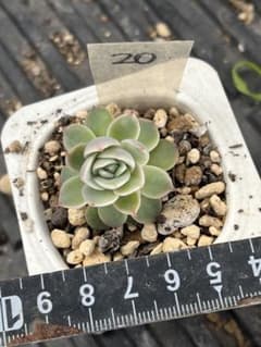 多肉植物 おらいさん苗 青札 霜椿×ざわわ 抜き苗 - メルカリ