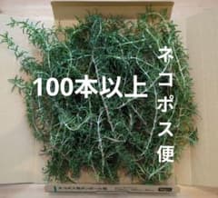 フレッシュ ローズマリー 100本 以上　ネコポスのサムネイル