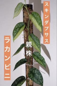 【アロイド系 (GRASS OPEN)】スキンダプサス　ラカンビニ アロイド系 (GRASS OPEN)様専用】スキンダプサス ラカンビニ - メルカリ