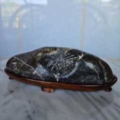 根尾菊花石 黒地白花 放射美 小品 上質台座付 自然石 盆石 - メルカリ
