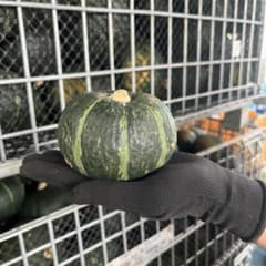 おりおり様専用坊ちゃんかぼちゃ 21個のサムネイル