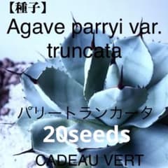 Agave parryi var.truncata パリートランカータ種子20粒 - メルカリ
