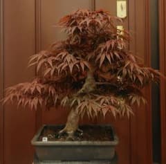 野村紅葉盆栽！値下げ不可！ 野村紅葉盆栽！値下げ不可！ | Mercari
