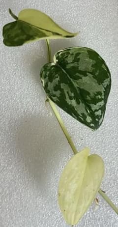 mimi様専用スキンダプサス3種セット | Buyee, 온라인 대리 쇼핑